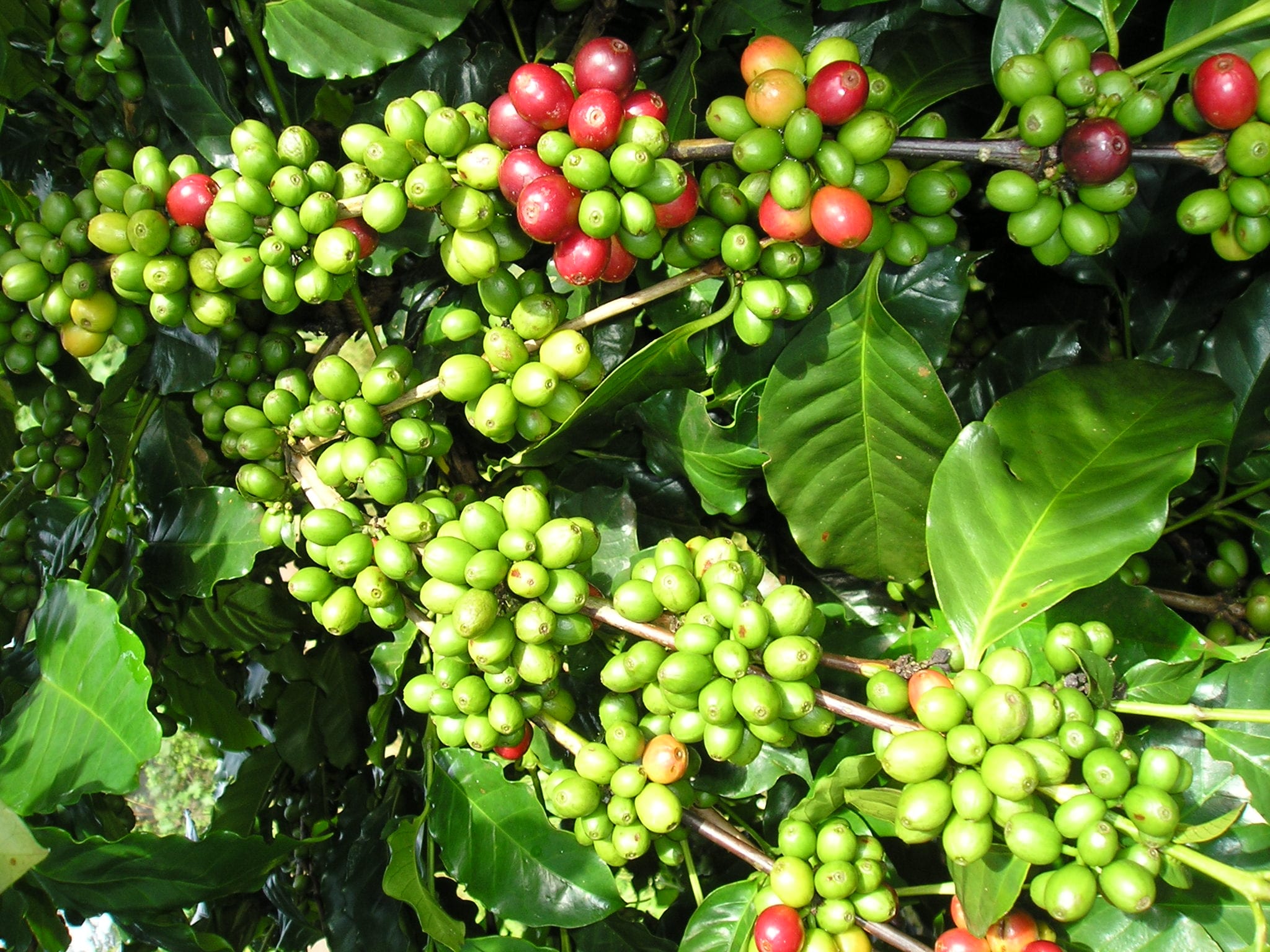 Griffonia simplicifolia, the African plant whose seeds are the main source of 5-HTP