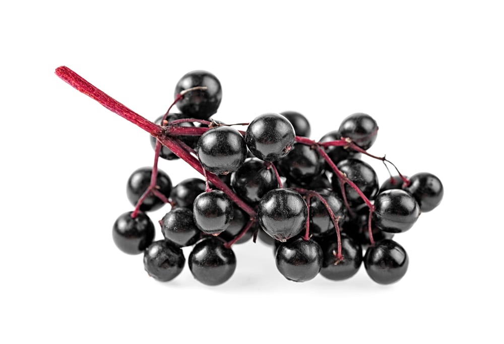 A sprig of fresh black elderberries on a white background