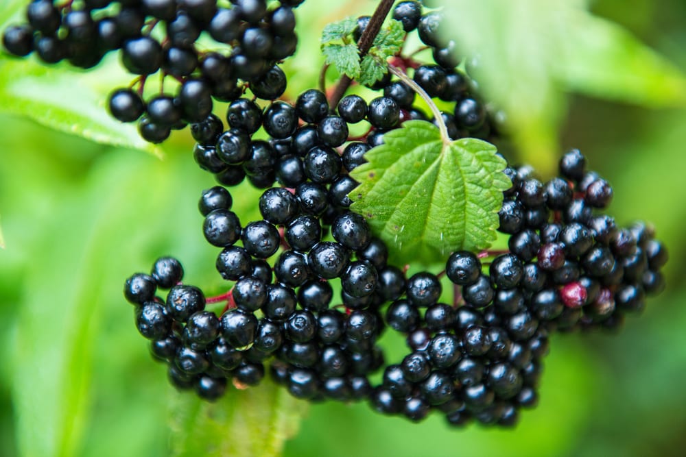 Ripe black elderberries growing on the sambucus tree