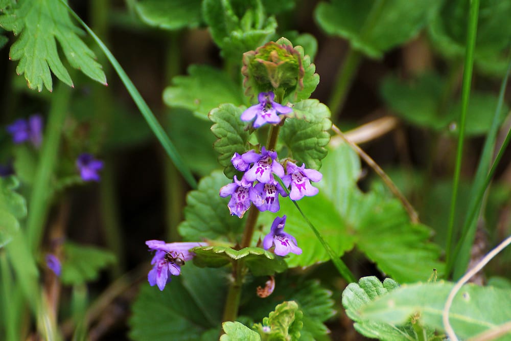 Chinese skullcap herbal plant