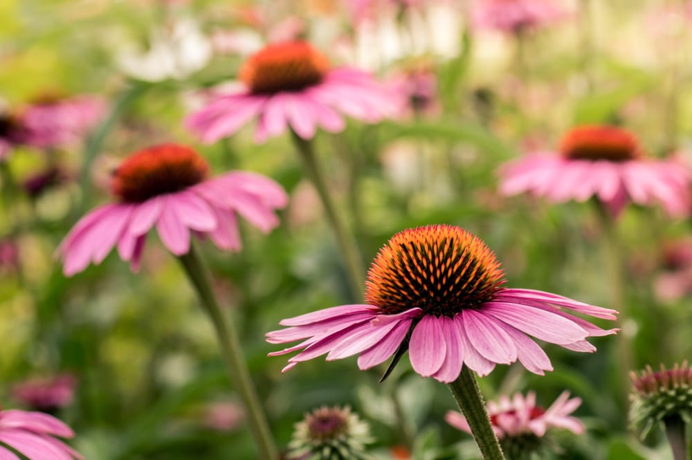 Echinacea flowers, a perennial herbal plant