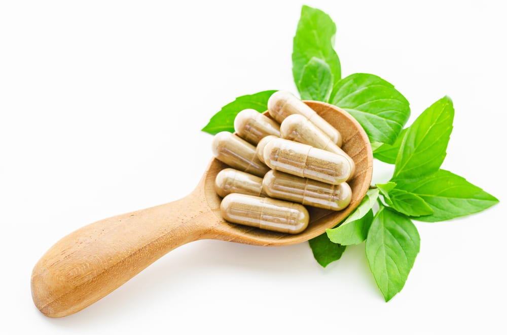 Forskolin plant from the mint family