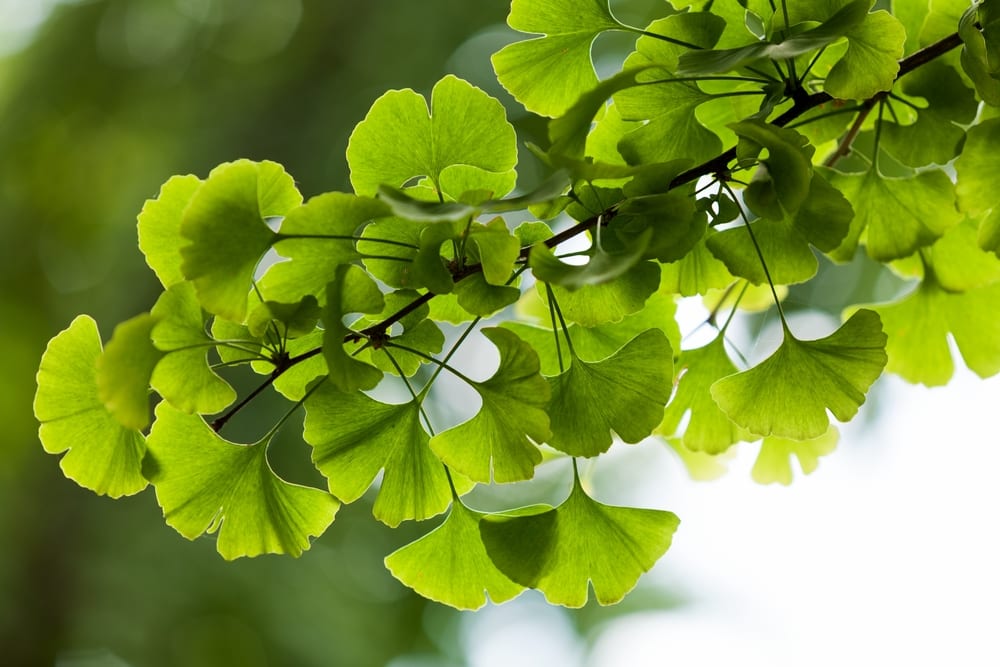 Ginkgo biloba leaves from the Maidenhair tree