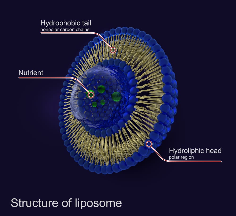Stabilizing a liposome solution during manufacturing