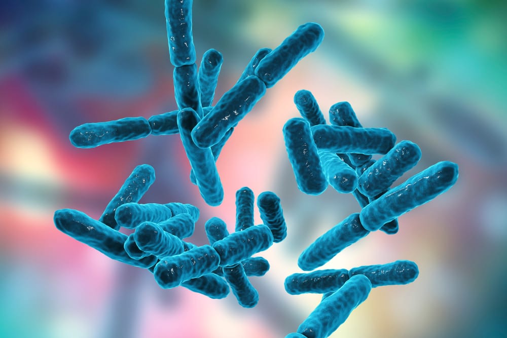 Bifidobacterium probiotic strain