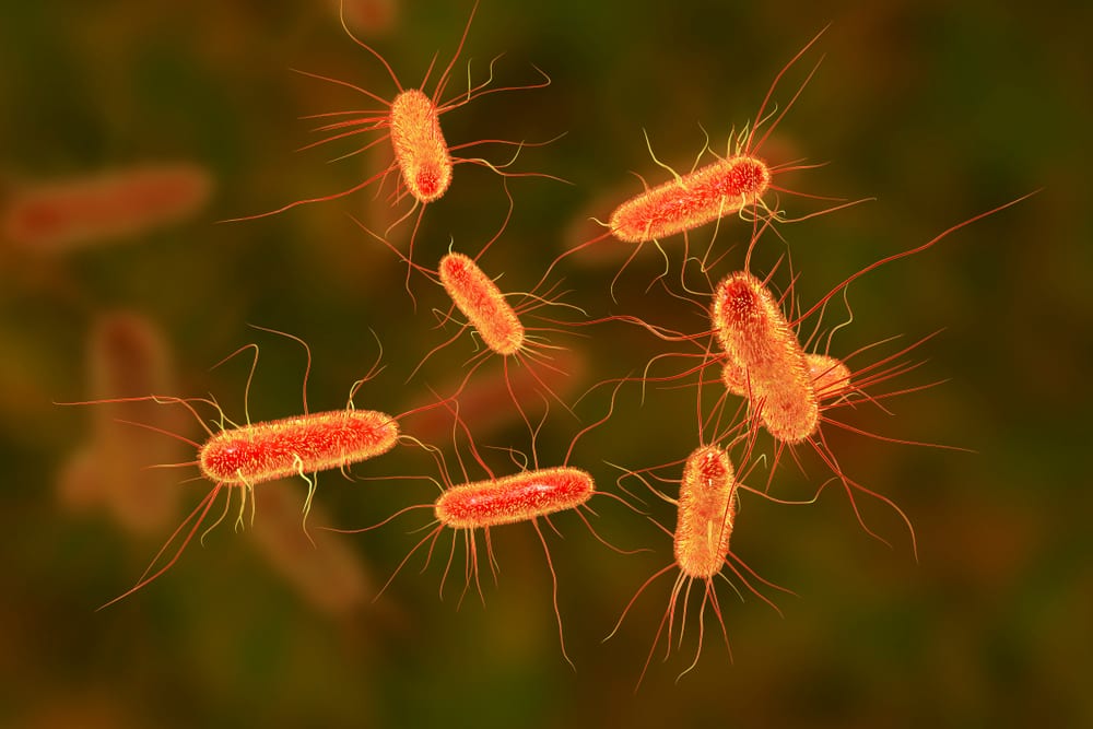 Escherichia coli probiotic strain
