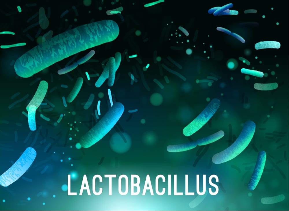 Lactobacillus probiotic strain
